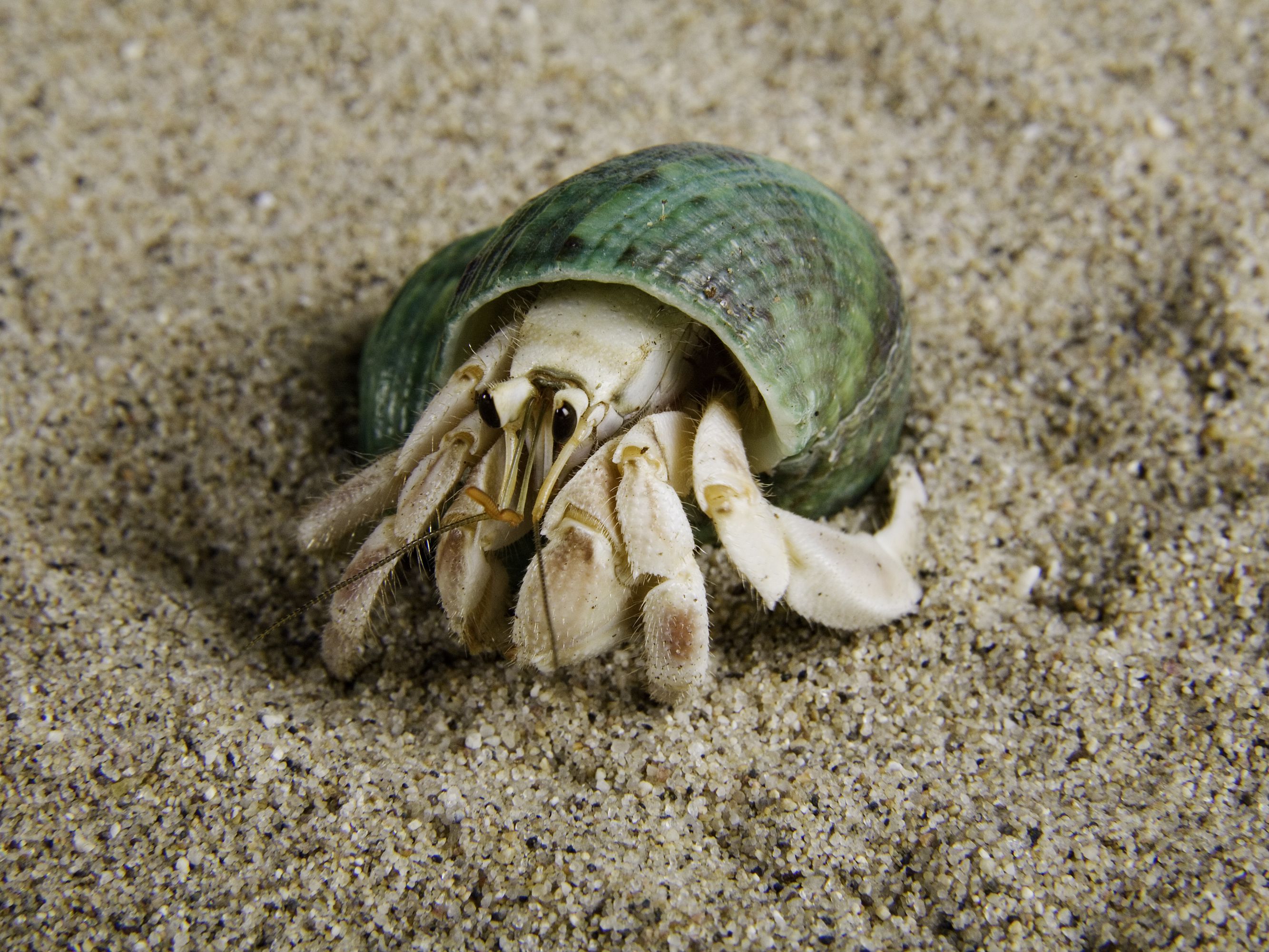 How Long Do Hermit Crabs Stay In One Shell