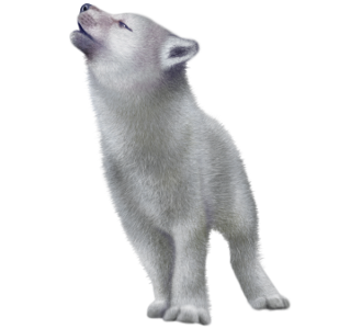 baby-wolf-png-transparent-baby-wolfpng-images-pluspng-baby-wolf-png-330_300.png