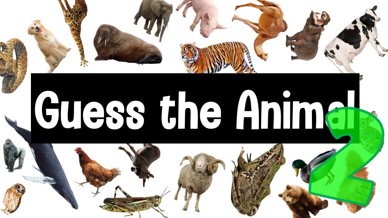 Guess The Animal App Lab