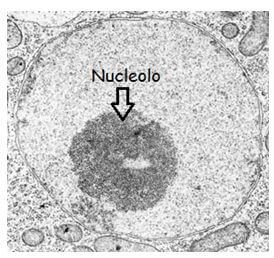 cellula animale al microscopio