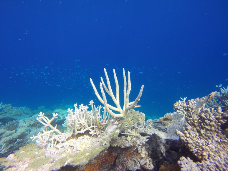 white and brown coral reef